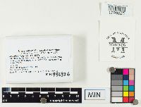 Lactarius lignyotus image