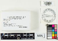 Amanita porphyria image