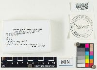 Lactarius affinis image