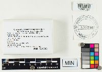 Lactarius vinaceorufescens image