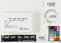 Lactarius vinaceorufescens image