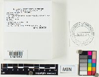 Lactarius deceptivus image