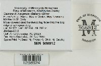 Galerina marginata image