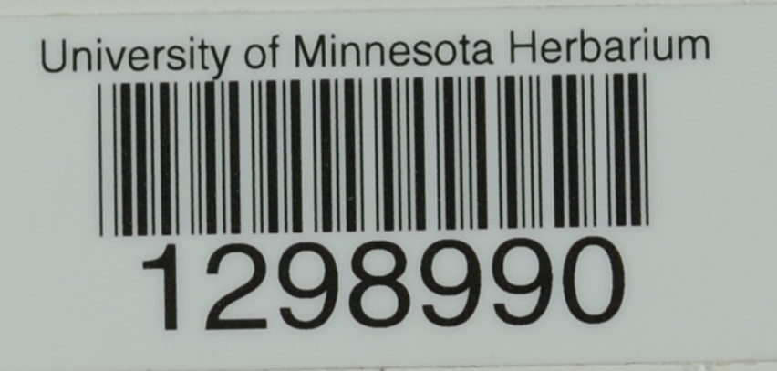 Mycena haematopus image