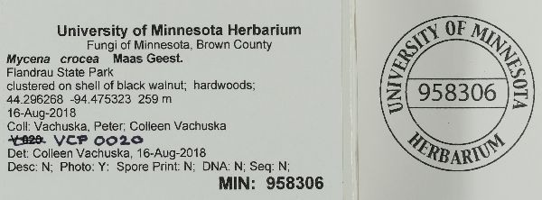 Mycena crocea image