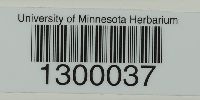 thumbnail image of current specimen