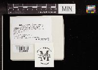 Lactarius subdulcis image