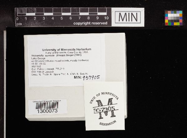 Volvariella surrecta image