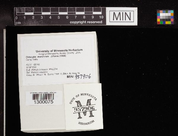 Clitocybe martiorum image