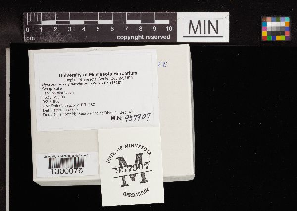 Hygrophorus pustulatus image