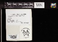 Clitocybe squamulosa image