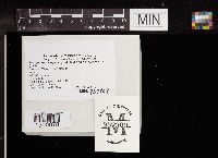 Dacryopinax elegans image