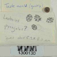 Lactarius pyrogalus image