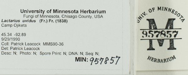 Lactarius uvidus image