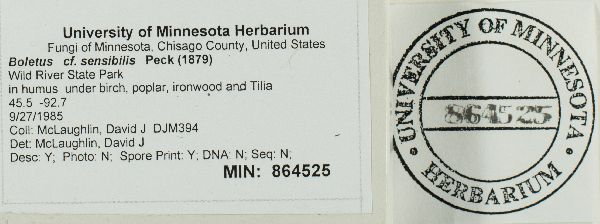 Boletus sensibilis image