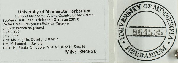 Typhula fistulosa image