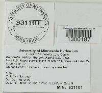 Bisporella citrina image