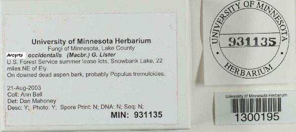 Arcyria occidentalis image