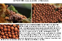 Arcyria occidentalis image