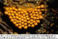 Arcyria occidentalis image