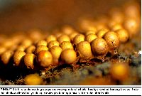 Arcyria occidentalis image