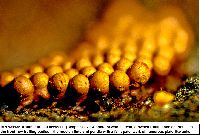 Arcyria occidentalis image