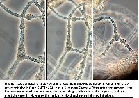 Arcyria occidentalis image