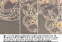 Arcyria occidentalis image