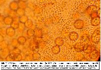 Arcyria occidentalis image