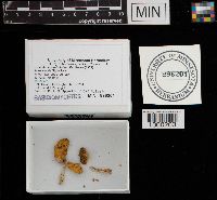 Russula aurantiolutea image