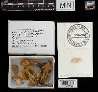 Boletus nobilissimus image