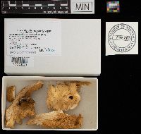 Laetiporus sulphureus image