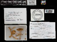 Russula aurantiolutea image