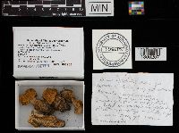 Boletus nobilissimus image