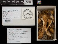 Gomphus floccosus image