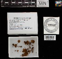 Xeromphalina kauffmanii image