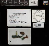 Chlorociboria aeruginascens image