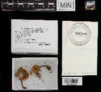 Gymnopus dryophilus image