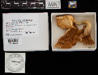 Pleurotus dryinus image