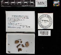 Arrhenia epichysium image