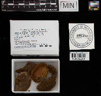 Phellinus gilvus image