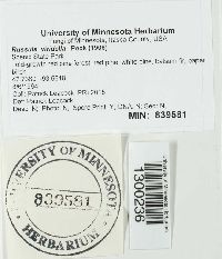 Russula viridella image