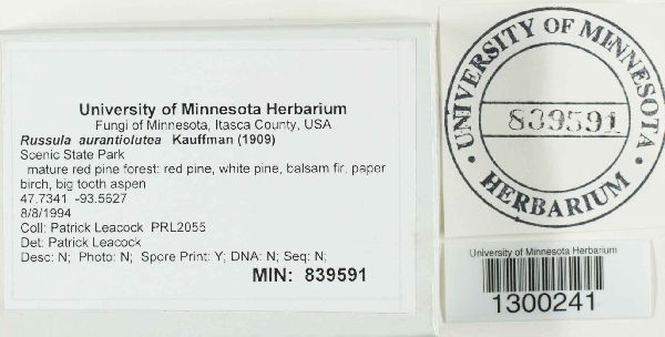 Russula aurantiolutea image