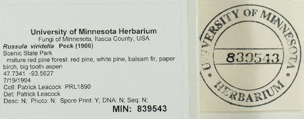 Russula viridella image