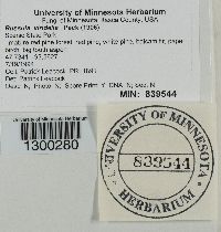 Russula viridella image