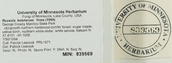 Russula betularum image