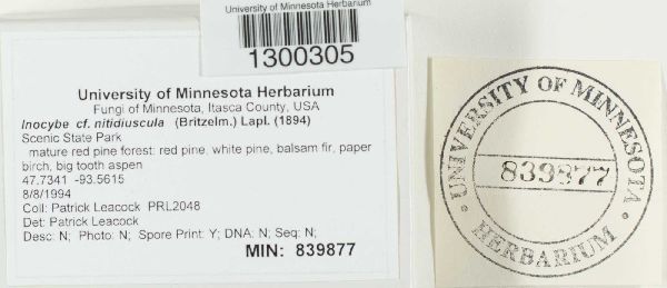 Inocybe nitidiuscula image
