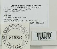 Cortinarius traganus image