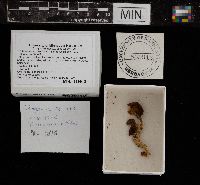 Tricholomopsis rutilans image