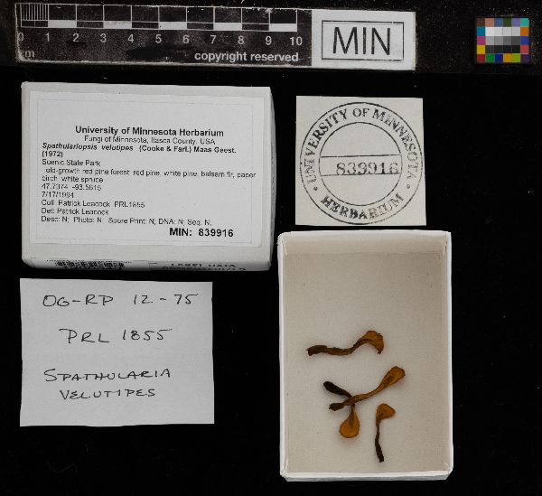 Spathulariopsis velutipes image